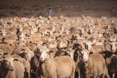 9 130 ha Farm in Victoria West