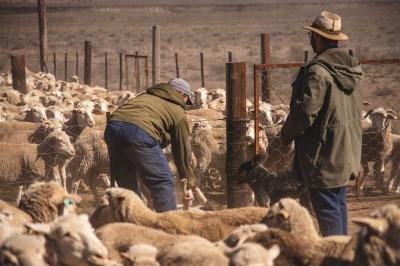 9 130 ha Farm in Victoria West