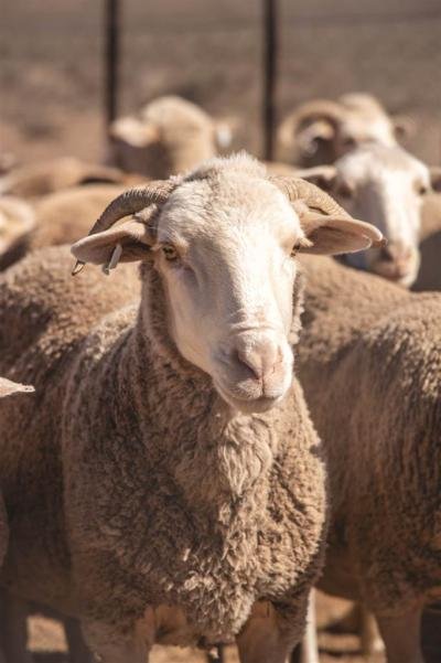 9 130 ha Farm in Victoria West